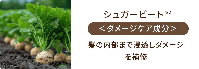 シュガービート<ダメージケア成分>髪の内部まで浸透しダメージを補修