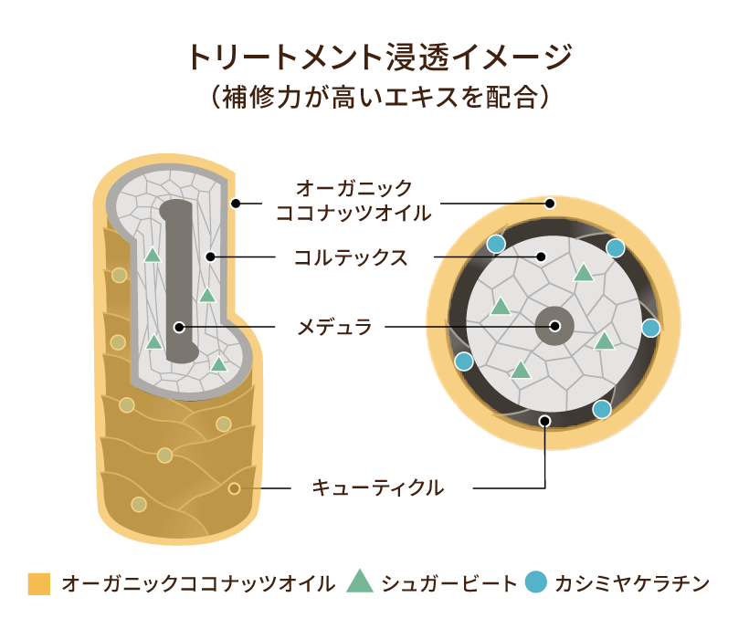 トリートメント浸透イメージ(補修力が高いエキスを配合)