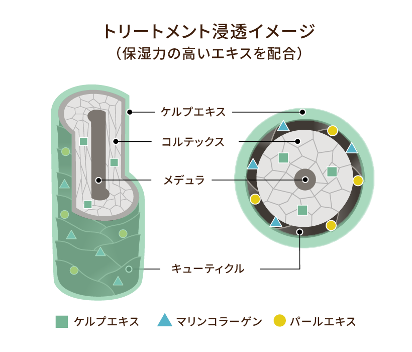 トリートメント浸透イメージ(保湿力の高いエキスを配合)